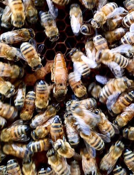 Nuc Bees - Langstroth (5 Frame)
