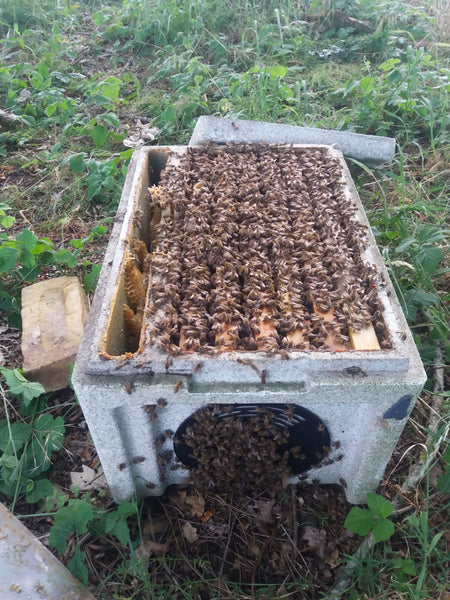 Overwintered 6 Frame (National)  Nucleus 2023