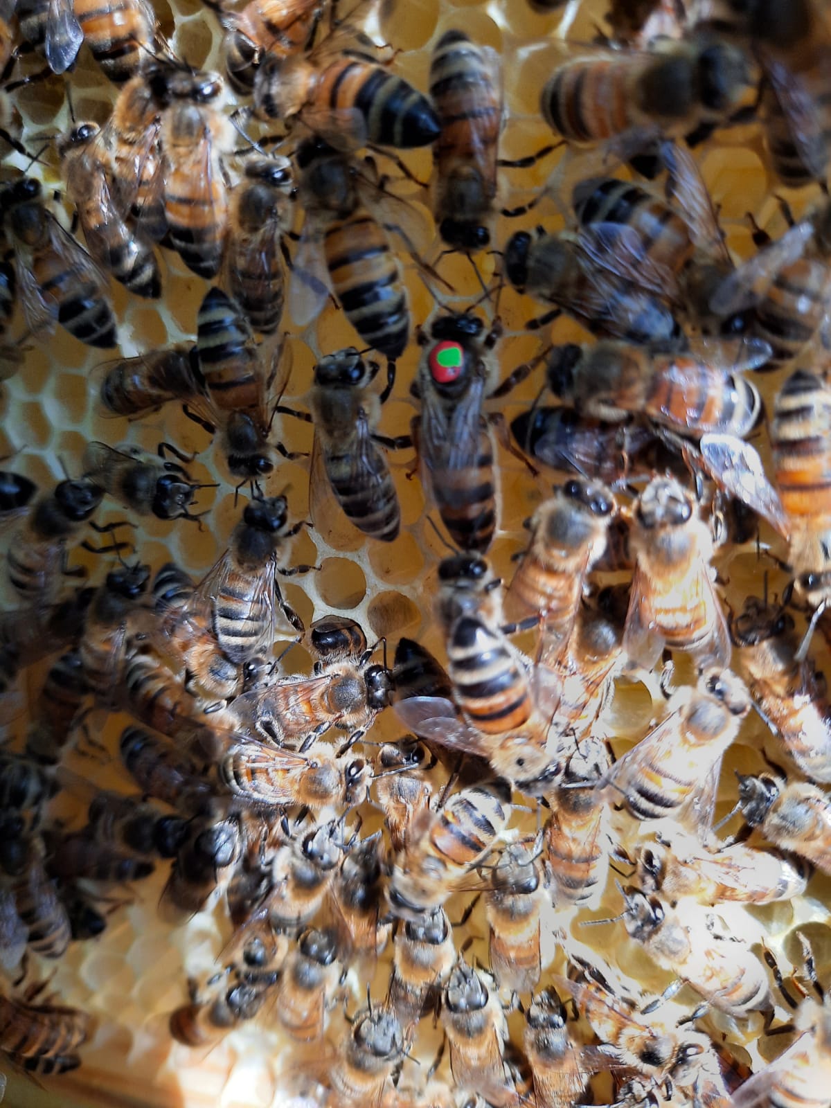 Pre-order 5 Frame Nuc with '2024' Queens