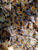 Pre-order 5 Frame Nuc with '2024' Queens
