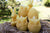 Beehive Candle